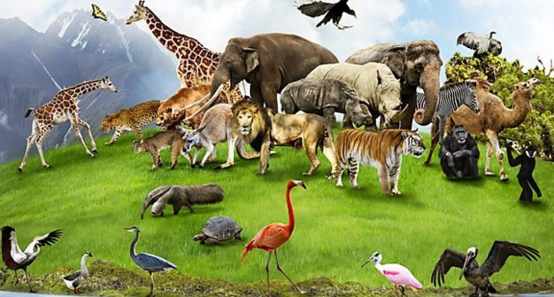 World animal day