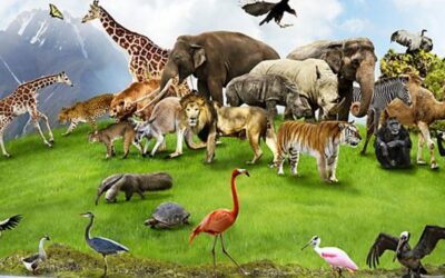 World animal day